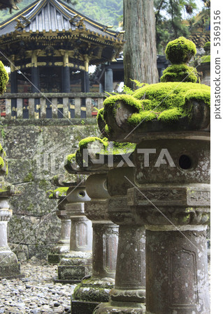 Moss Moss 5369156