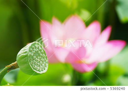 A lotus 5369240