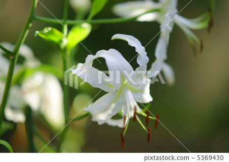 白Kanoko Yuri 5369430