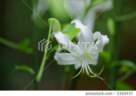 White Kanoko Yuri 5369437