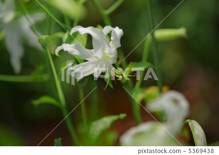 白Kanoko Yuri 5369438