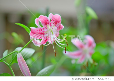 Yuriko Kanoko · Pink 5369449