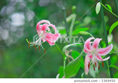 Yuriko Kanoko · Pink 5369450