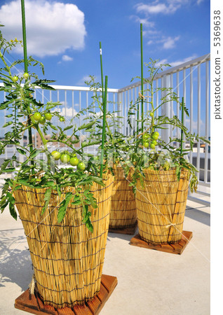 Tomato's family garden 5369638