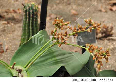 世界三大珍稀植物(奇異的) 世界三大珍稀植物(奇異的) 5369655