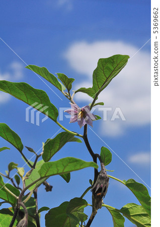 Eggplant flower 5369662