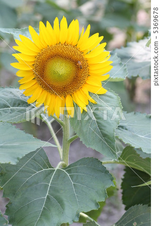 The sunflower (Sunflower) of Osaka Expo Memorial Park, "Sun spot" variety. The sunflower (Sunflower) of Osaka Expo Memorial Park, "Sun spot" variety. 5369678