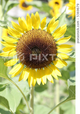 Sunflower (Sunflower) at Osaka Expo Memorial Park, "Sanrich Lemon" is a variety. Sunflower (Sunflower) at Osaka Expo Memorial Park, "Sanrich Lemon" is a variety. 5369679
