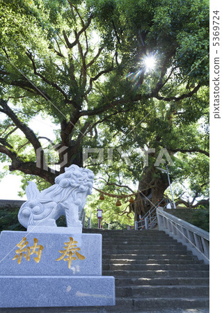 山王神社的被轟炸的肉桂樹 山王神社的被轟炸的肉桂樹 5369724