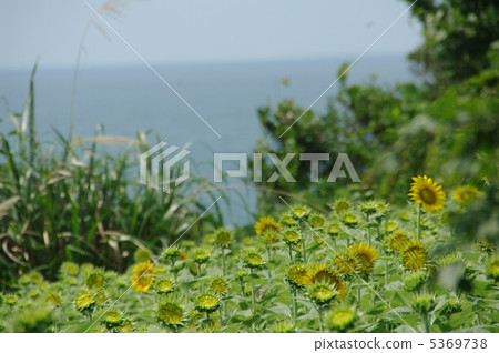向日葵 5369738