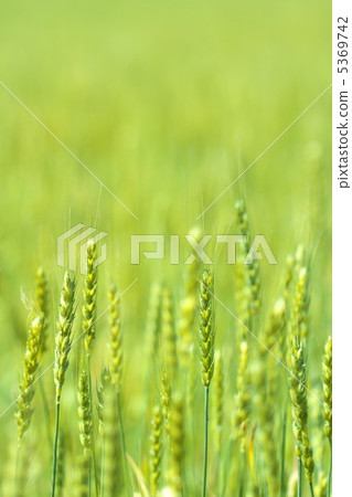 小麥的耳朵 5369742