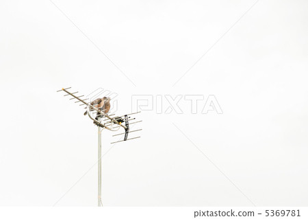 A pair of pheasant pigeons stuck in the antenna of the city A pair of pheasant pigeons stuck in the antenna of the city 5369781