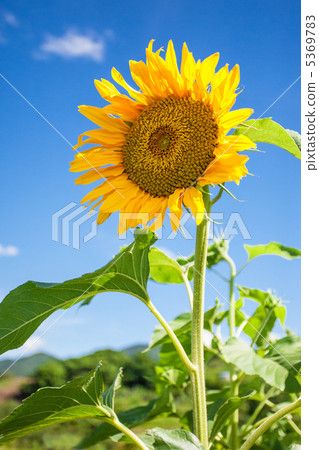 Sunflower of Shinshu 5369783