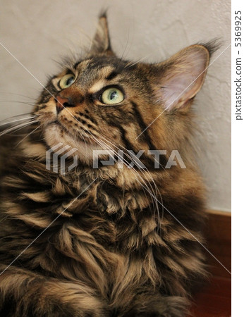 Maine Coon Maine Coon 5369925