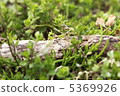 Darling bench 5369926