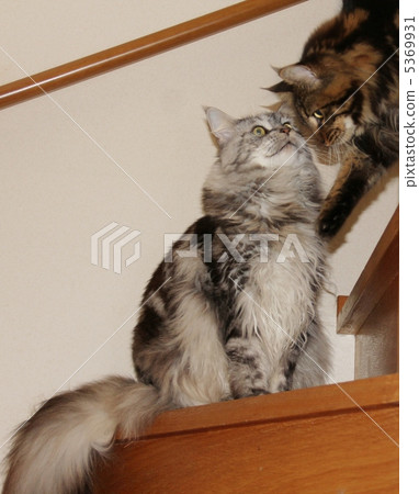 Two Maine Coon Two Maine Coon 5369931