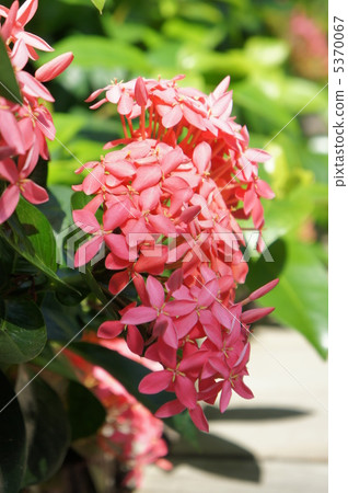 Isokura Queen Pink 5370067