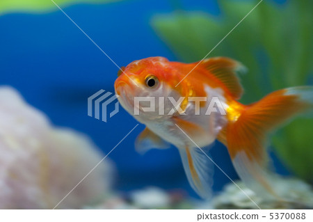 Goldfish Goldfish 5370088