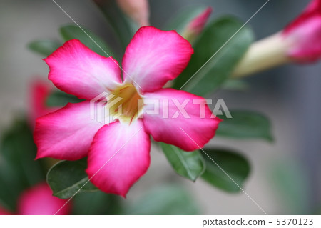 Sabaku Novara Bana Sabaku Novara Bana 5370123