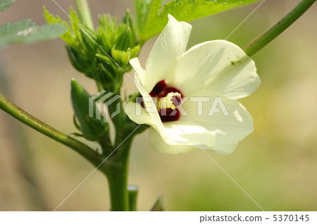 Okra's Flower 5370145