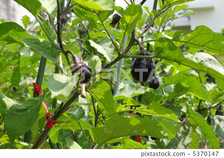 茄子場 茄子場 5370147