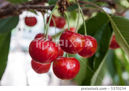 Cherries 5370234