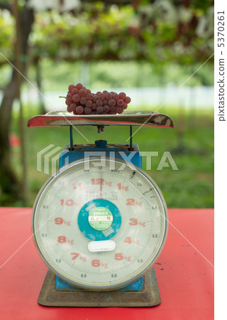 Weighing of grapes Weighing of grapes 5370261