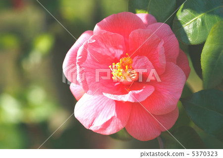 淺紅色山茶花 淺紅色山茶花 5370323