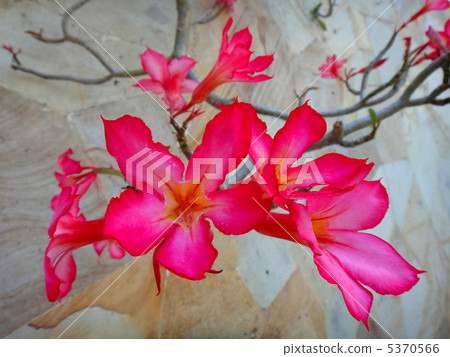 粉紅色的雞蛋花 5370566
