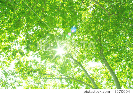 綠色山毛櫸森林 5370604