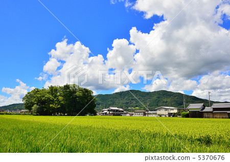 京都龜岡Chiyogawa Shrine Shimonoseki森林夏天天空米耳朵 5370676