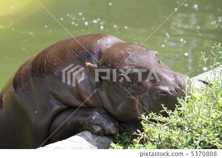 The four greatest animal of the world Kobitkova 5370808