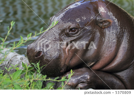 The four greatest animal of the world Kobitkova The four greatest animal of the world Kobitkova 5370809