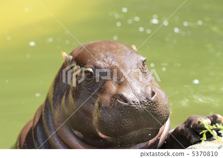 The four greatest animal of the world Kobitkova 5370810