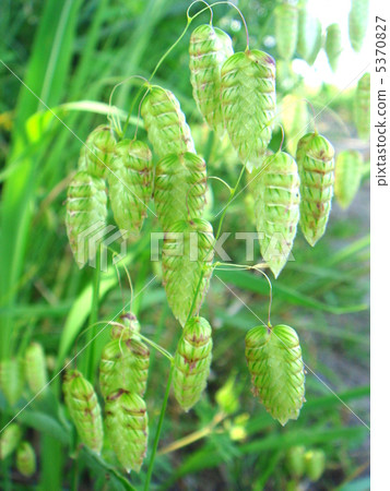 Coban沙發:Tawarami Coban沙發:Tawarami 5370827