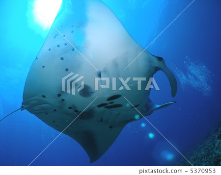 manta様用です°・*:.。.☆ Manta - Stock Photo [5370953] - PIXTA