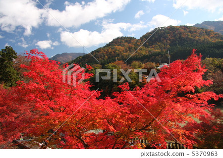 從Saigoji寺廟入口看的秋葉 從Saigoji寺廟入口看的秋葉 5370963