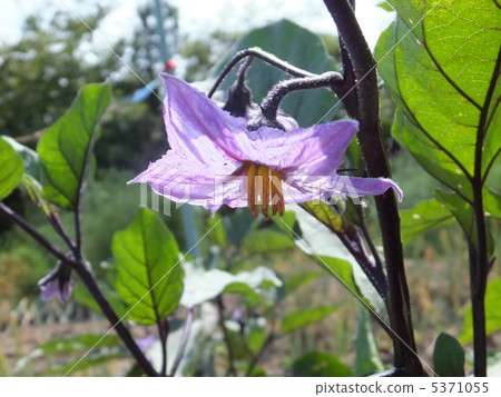 茄子花 5371055