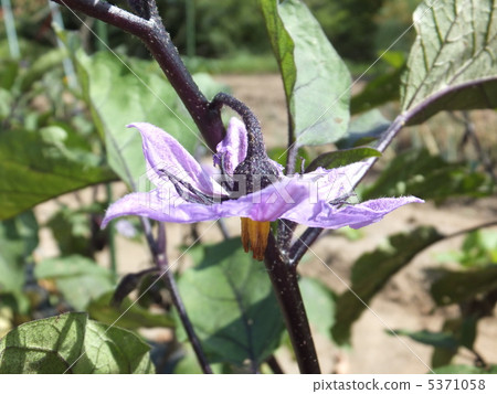 Eggplant flowers Eggplant flowers 5371058