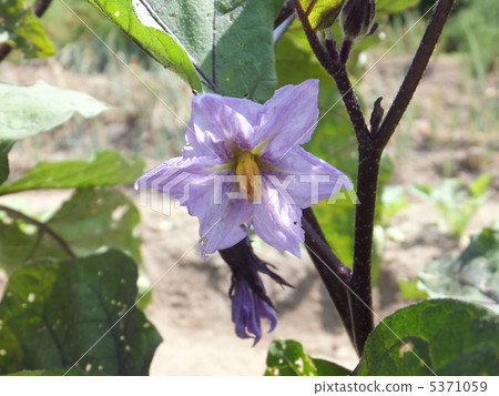 Eggplant flowers Eggplant flowers 5371059