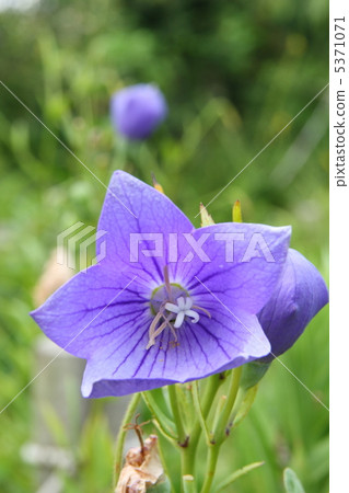 Flowers of Chrysanthemum Flowers of Chrysanthemum 5371071