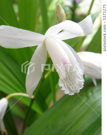 Silobana矽烷 5371275