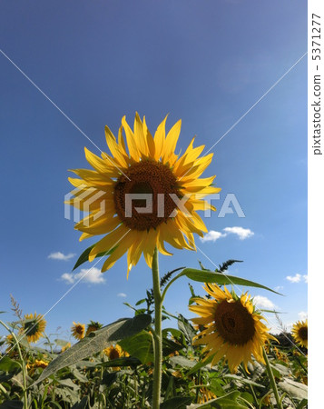 向日葵 5371277
