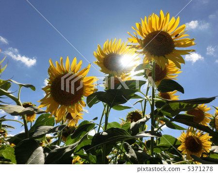 向日葵田 5371278
