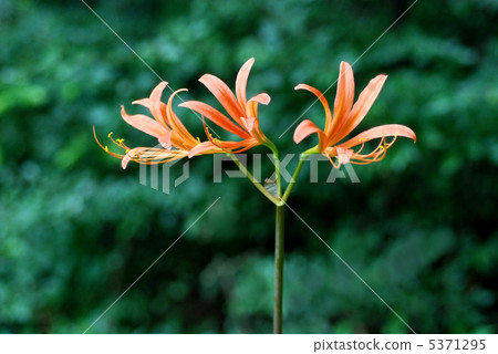 新鮮的狐狸conser 5371295