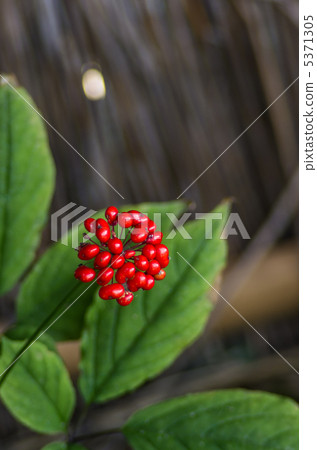 人參的果實 人參的果實 5371305