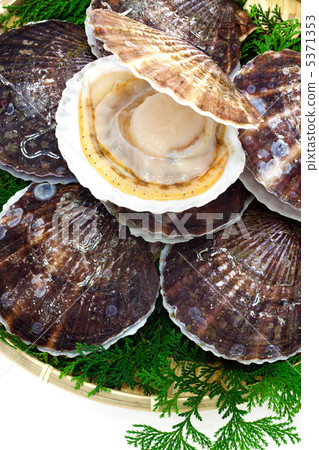 Sanriku scallops in a colander 5371353