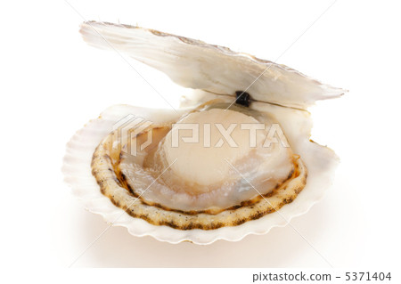 扇貝貝殼與殼 5371404