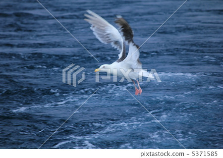 海鷗 海鷗 5371585