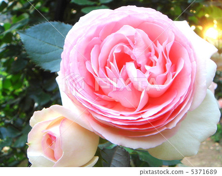 羅斯：Pierre de Ronzaru 5371689